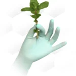 Aurelia Refresh piparmündiga ühekordsed latekskindad 100tk